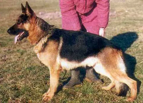 V Frei vom Wolfshagen