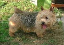 INT CH Hook Captain Vom Litzlbach