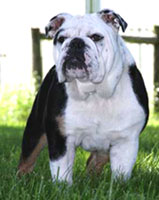 Joyful Acre's Mighty Trinity (AKC English Bulldog)