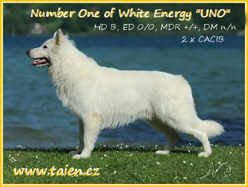 CHAMPION NUMBER ONE of White Energy