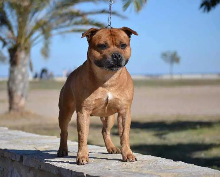 WW 2011 Int. Brittstaff by Jove Over Dumbriton