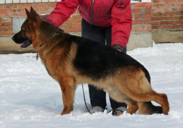JUN.CH.RUS Atsel Hof Cerber