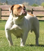 Rio Bravo's Ima Deuce Z