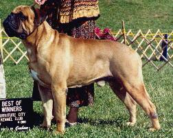 Aamodts Mr Indepedence