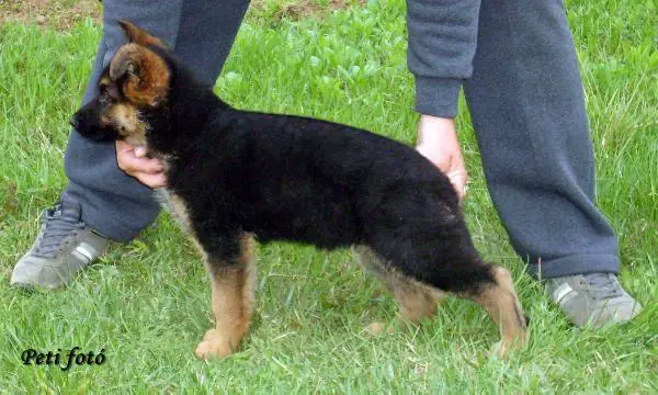 Bogi von Nord  Osten