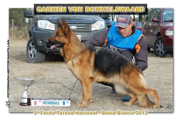 Carmen v Bommelswaard