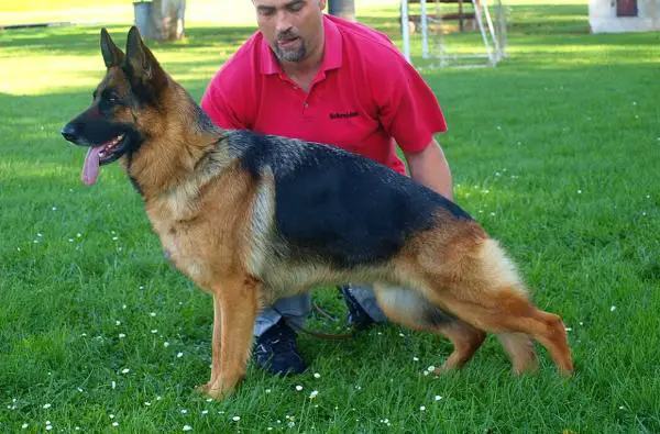 Ghanna Schreidon