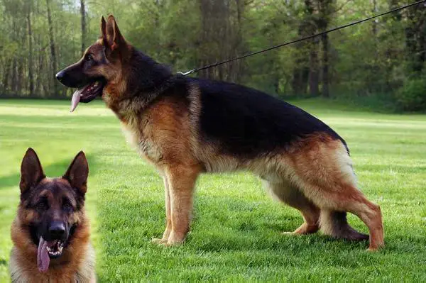 V Furbo von der Rheinhalle