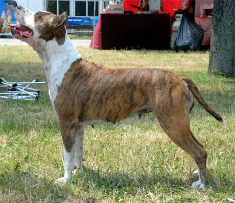 HUN, SRB, RO CH Charin is the King of the Moon