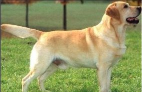 Lapema's Larry of Sandylands