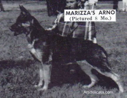 Marizza's Arno
