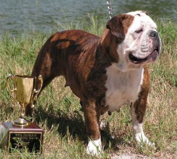 CH Teresi'S dottie may