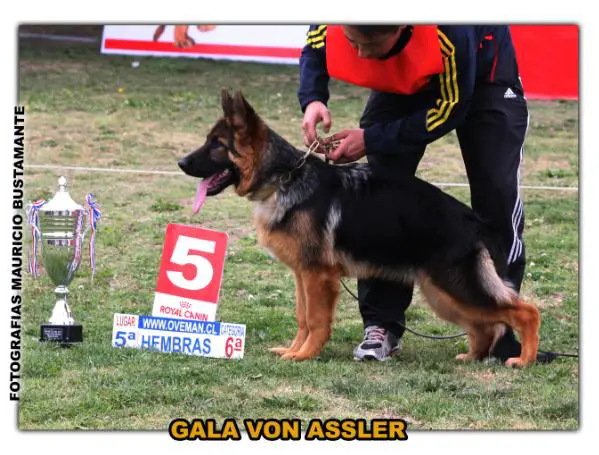 Gala Von Assler