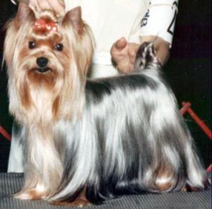 AM CH Tyava Tuff Stuff