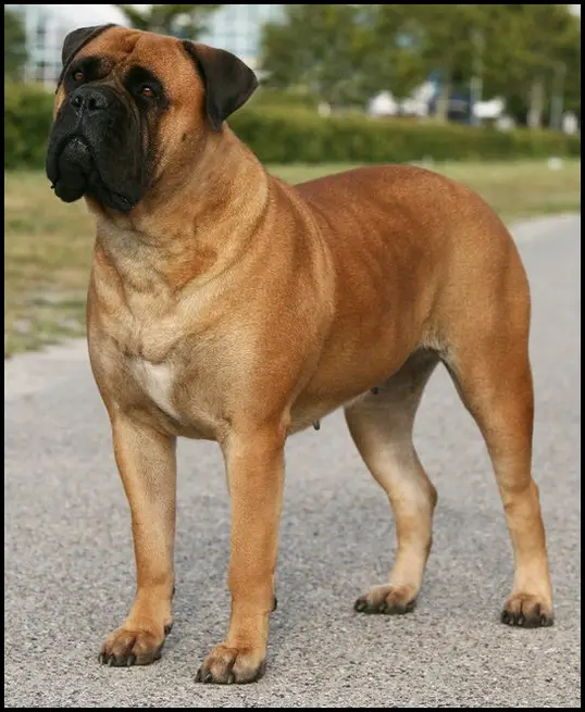 VJWW'09 MULTI CH BIS Green Dragon Margot