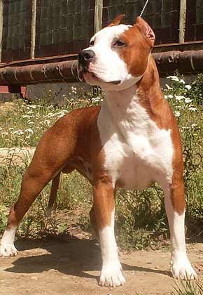 CH UKR, RUS Forvard in Red Veil Dla Faibon