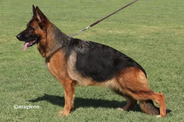 V(LGZS) Hanka von Media