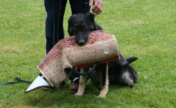 Jetta van het Basjes Huis