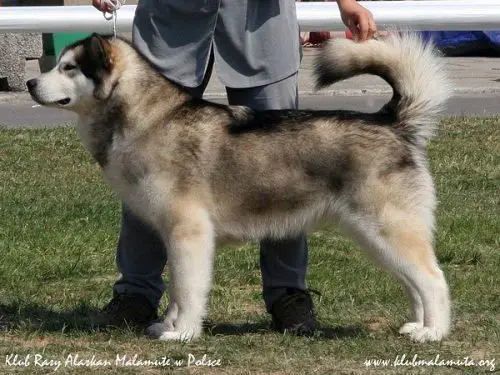 ICH Cheyenne Girl Inditarod