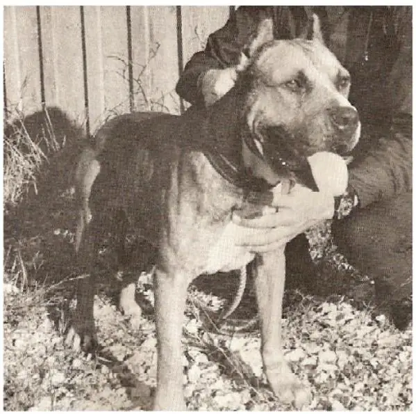 Ch Hootens Butcher Boy