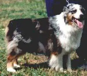 Legacy's Blue Beary Muffin