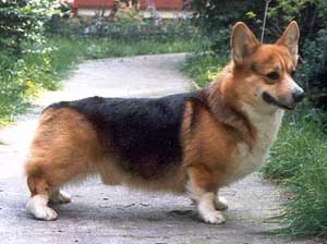 INT.CH, CH S EST Svarzekoks Captain Corgi