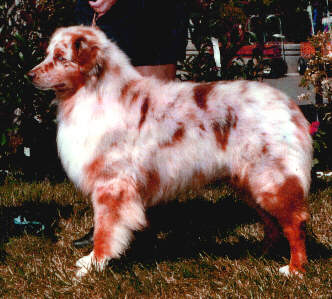 ASCA/AKC CH Rosewood's Jesse James