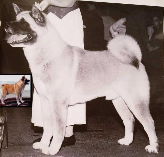 AKC CH TimberSkysBrawnOfSondaisaMNLT