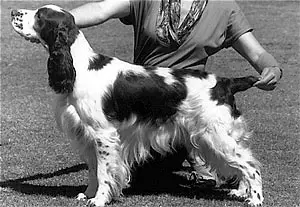AUST CH Clanach Union Jack