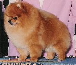 Am. Ch. Pixie's Toni Tiger