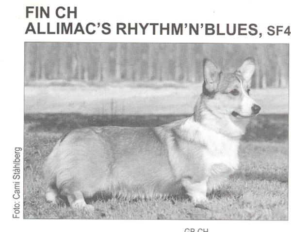 FIN CH Allimac's Rhytm'n'Blues