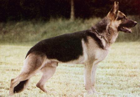 Quincey vom Stauderplatz