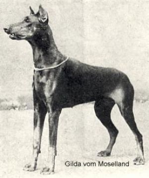 Gilda V Moselland