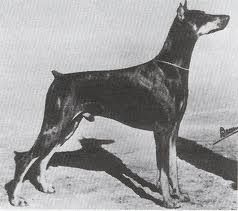 Am. Ch. Jet Vd Ravensburg