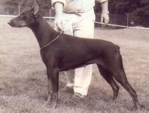 BIS Ch. Swd Ch Karma V Norden Stamm