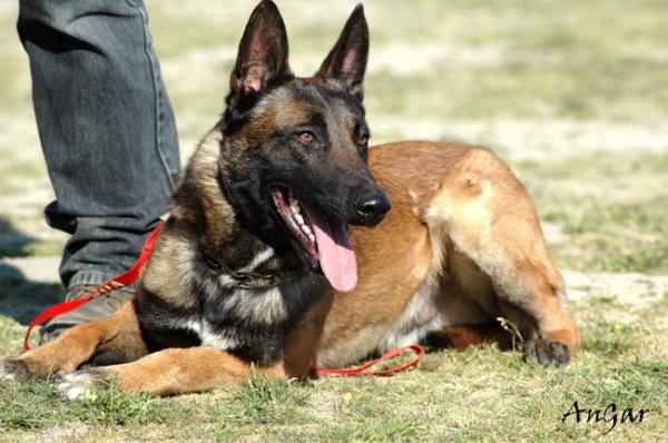 Aux de la Vallée de Luvry