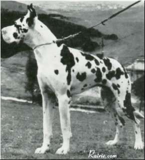 Zorro von der Nürburg