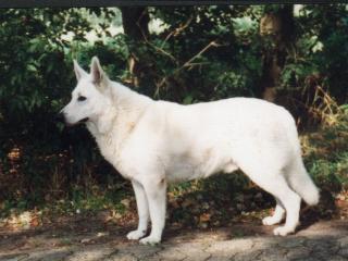 Omar von der weissen Garde