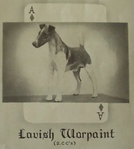 ENG CH Lavish Warpaint