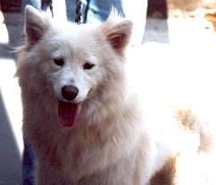 Duschjenka Moja of Icing Wolf