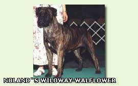 AM CH Noland Wyloway Wallflower