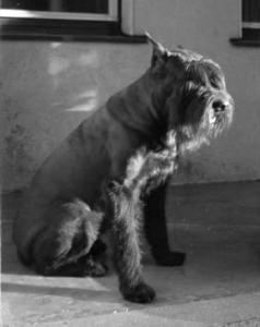 CAC, N Krona Narcizas