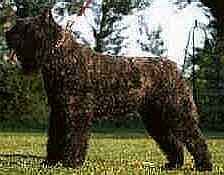 CH Torro van't Megadam