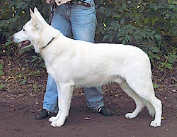 Paros-Simba v.Charitos Aion