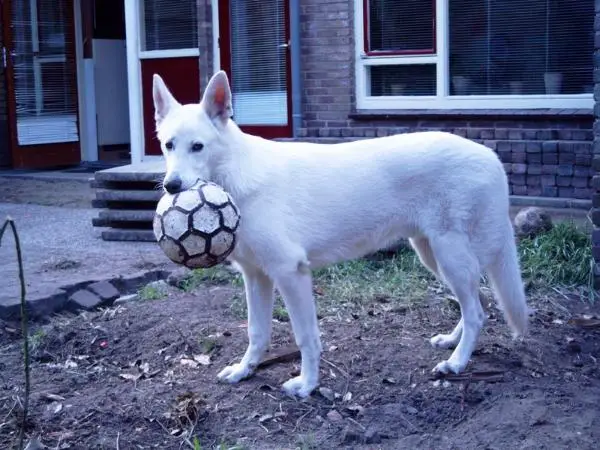 Assar (Duinhoeve)