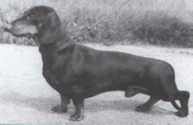 INT CH,CH VDH,CH EUR Engels Solo