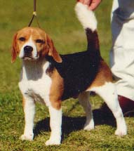 CH Lanbur the Continental