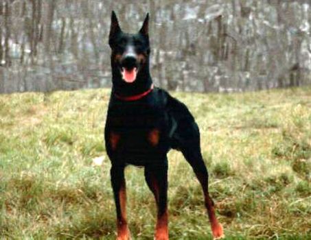 Bullj del Diamante Nero