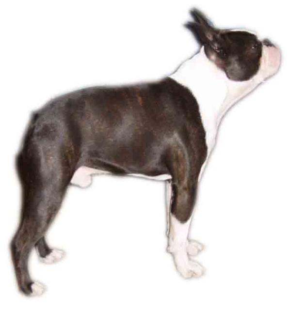 CH-CS Apophis De Roi Des Hauts Coureurs