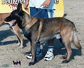 Fergo du Vieux Marronnier